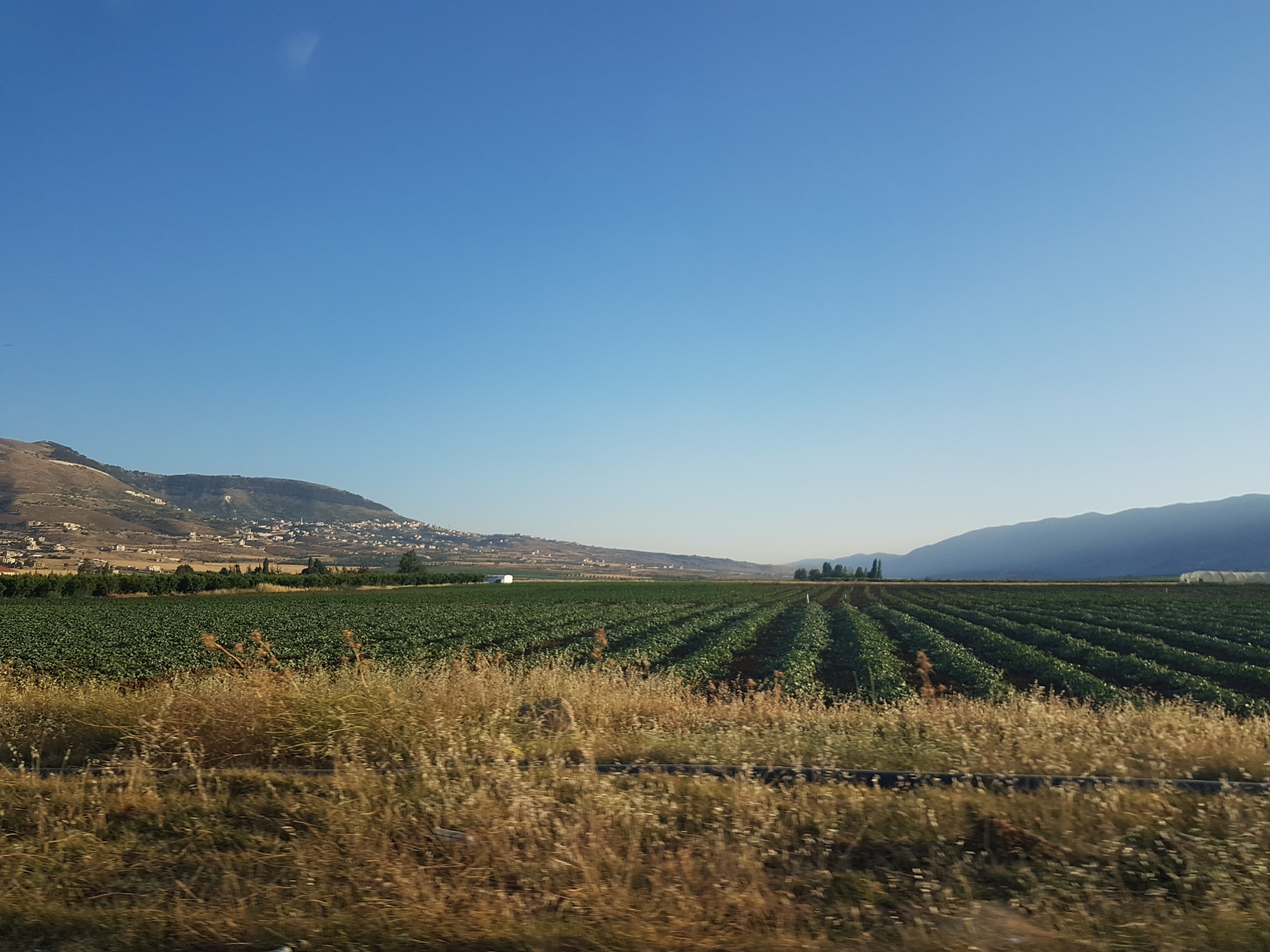 Rows of green crops running toward low mountains under a clear blue sky