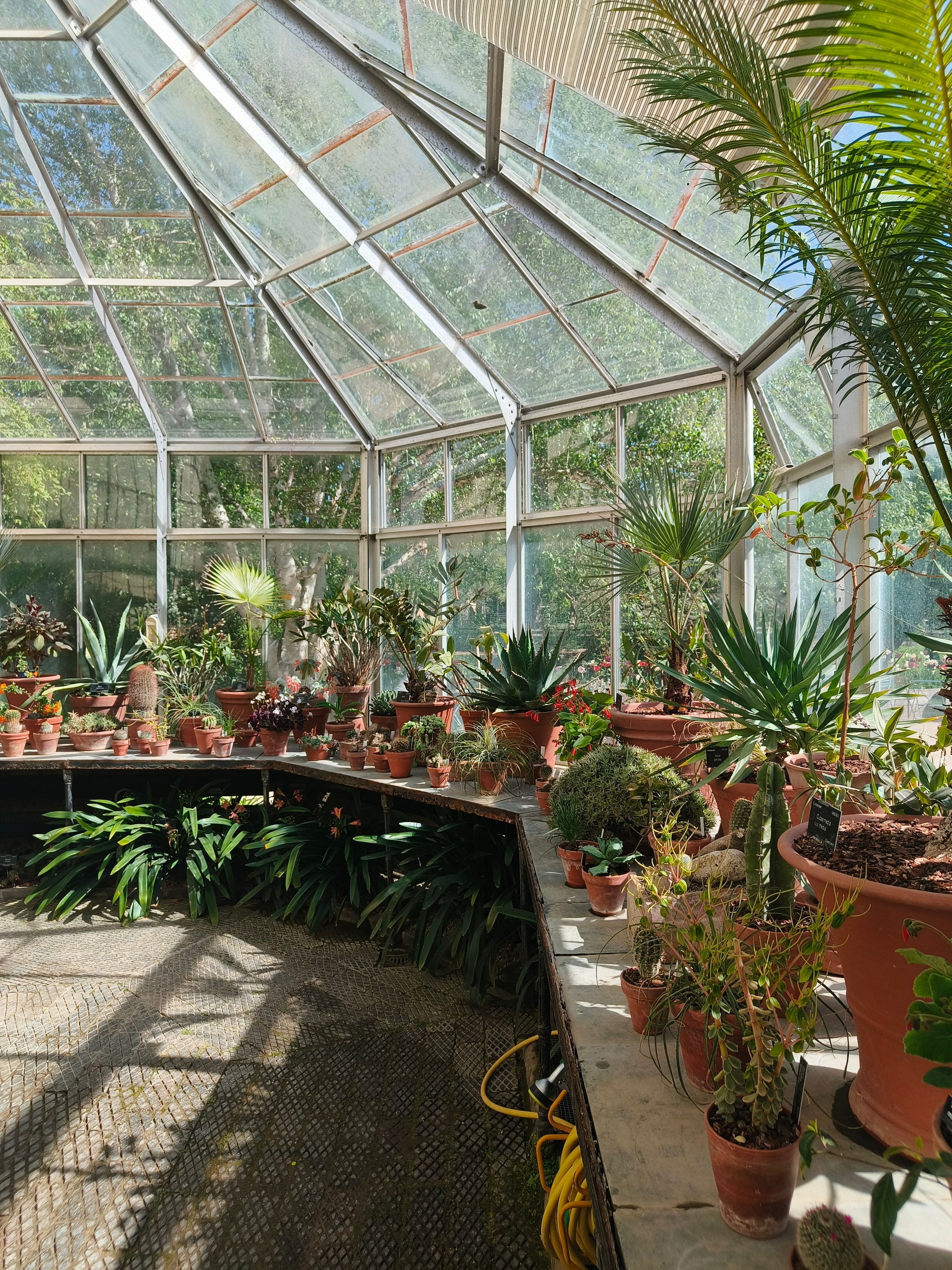 Inside a glass greenhouse filled with potted palms and plants
