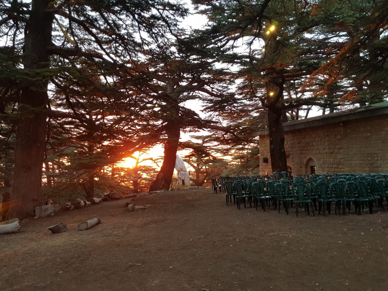 Low sun breaking through large cedar trees above rows of outdoor chairs