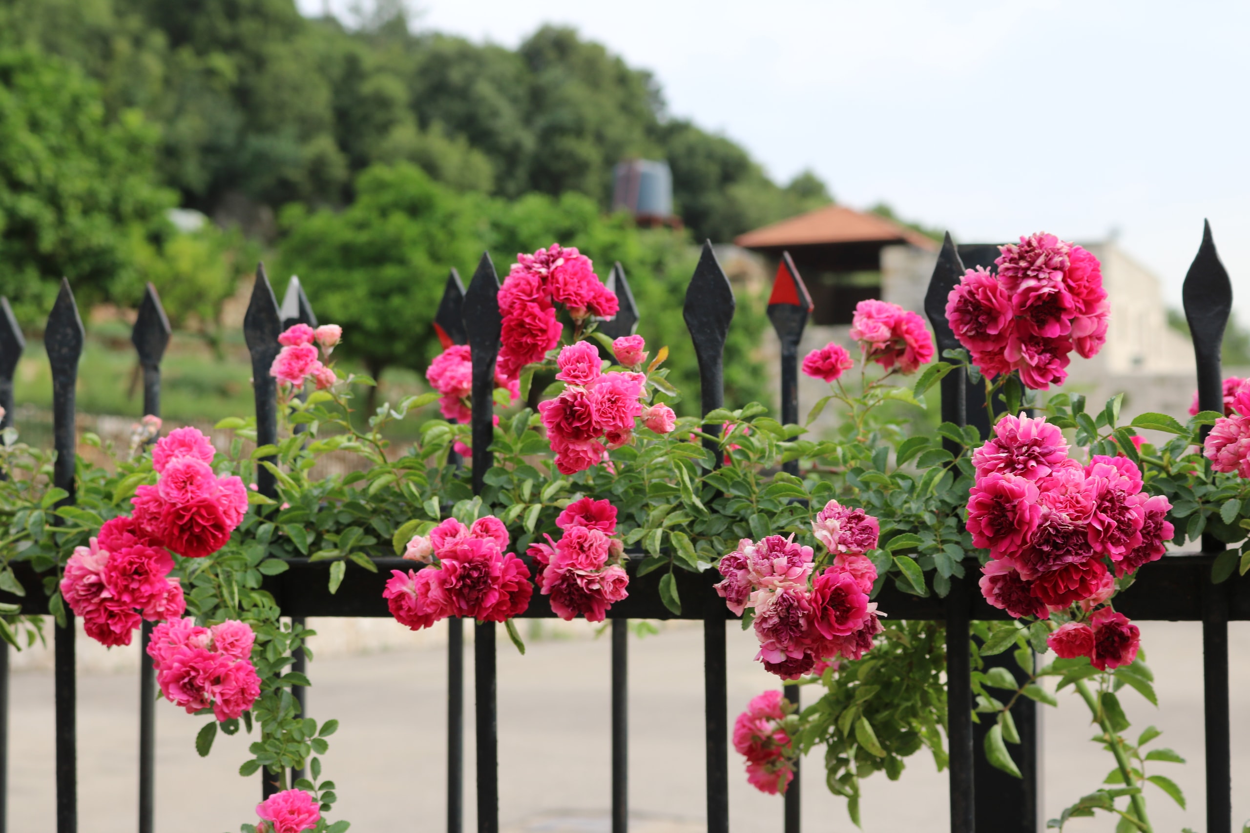 Pink roses growing through a black iron railing