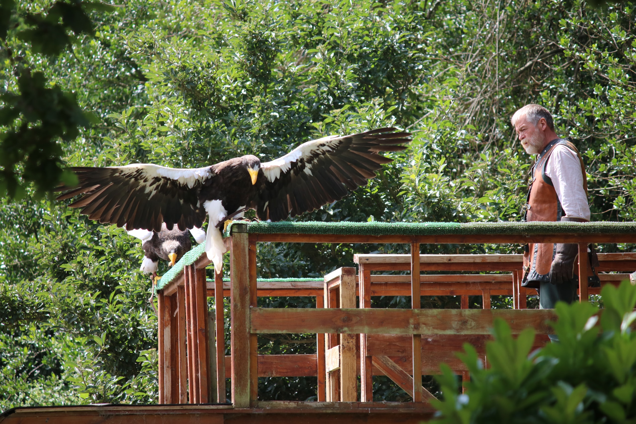 Large eagle with wings spread landing on a wooden platform beside a falconer