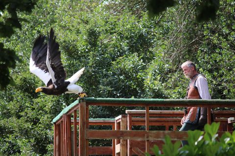 Eagle swooping toward a wooden platform as a falconer walks beneath