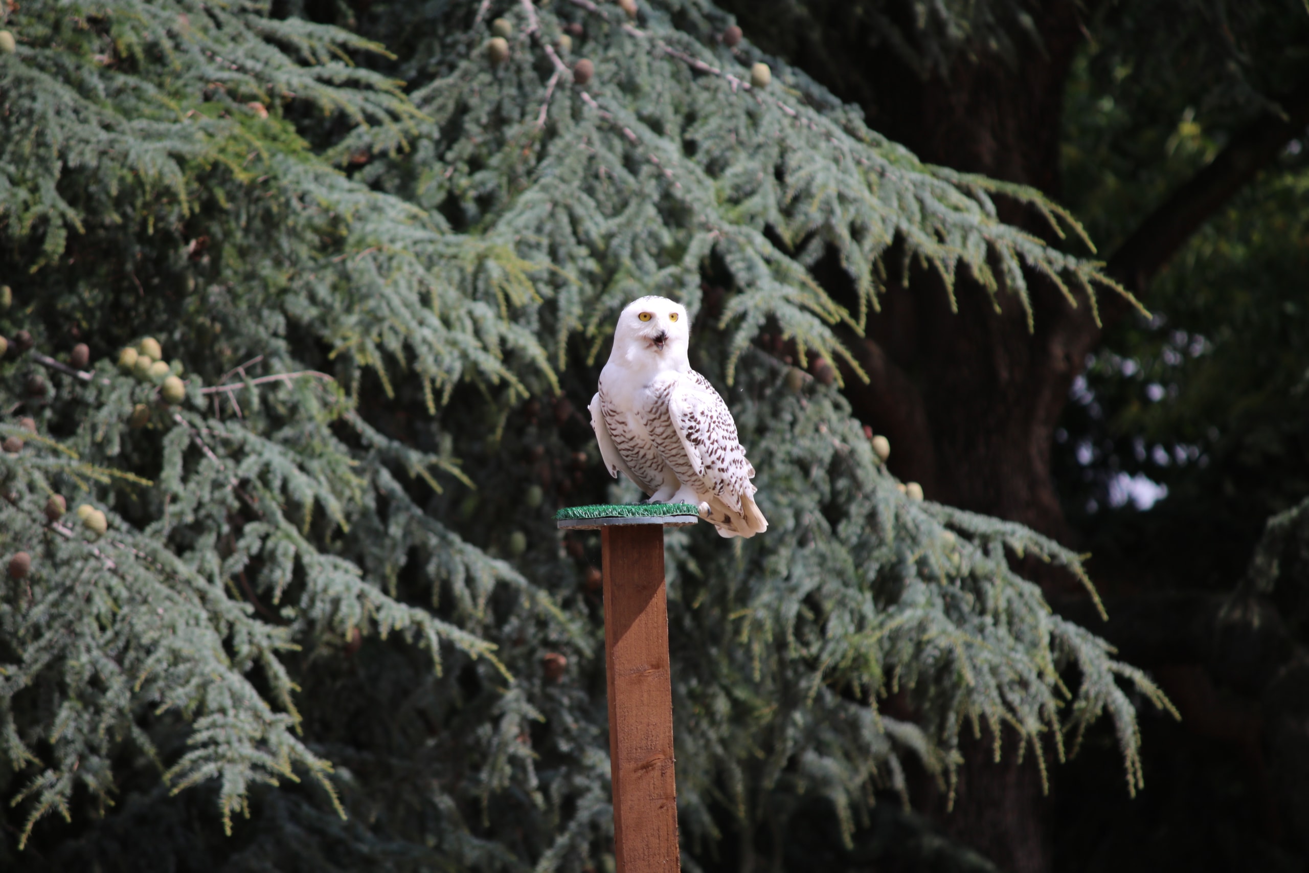 Snowy owl sitting on a post against dark green cedar branches